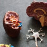 Best Food for brain power whizoweb