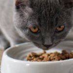 Cat Foods Whizoweb
