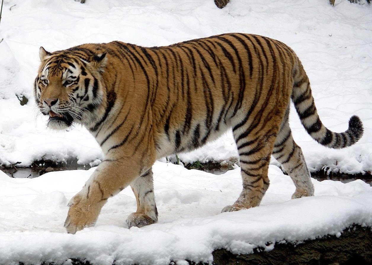Siberian Tiger Whizoweb