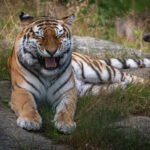 Tigers of World Whizoweb