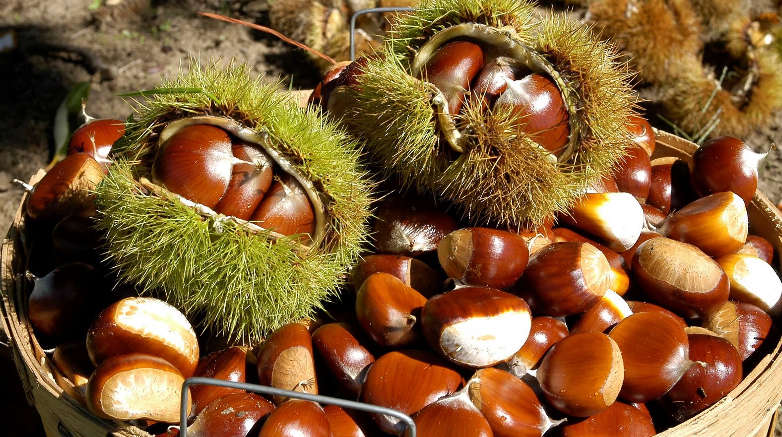 Chestnuts Benefits Whizoweb