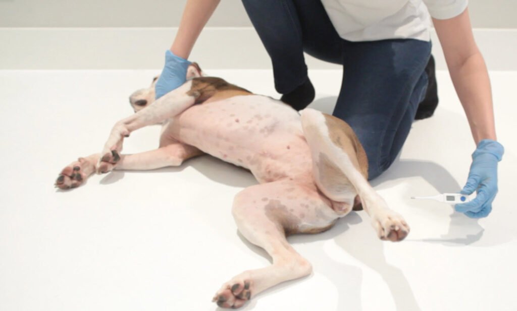 Emergency First Aid Procedure Pets Whizoweb
