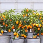 Indoor Fruits Whizoweb