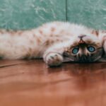 Language of Cats Whizoweb