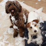 Puppy Proof Home Whizoweb
