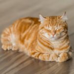 Senior Cars Caring Tips Whizoweb