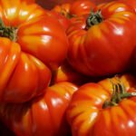 Tomatoes Types Whizoweb