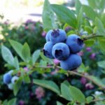 Blueberries Benefits Whizoweb