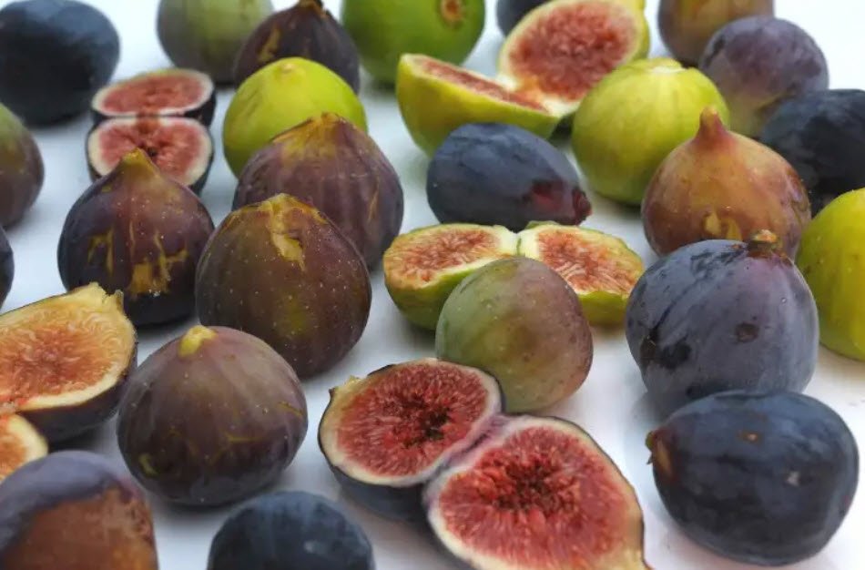 Figs Whizoweb