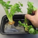Food Regrow Scrap WHizoweb