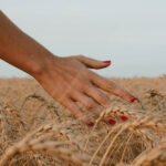 Season Crops Whizoweb