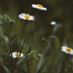 Wild Plants Whizoweb
