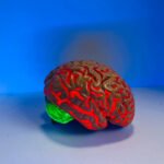 Brain Health Whizoweb