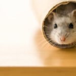 Hamster Whizoweb