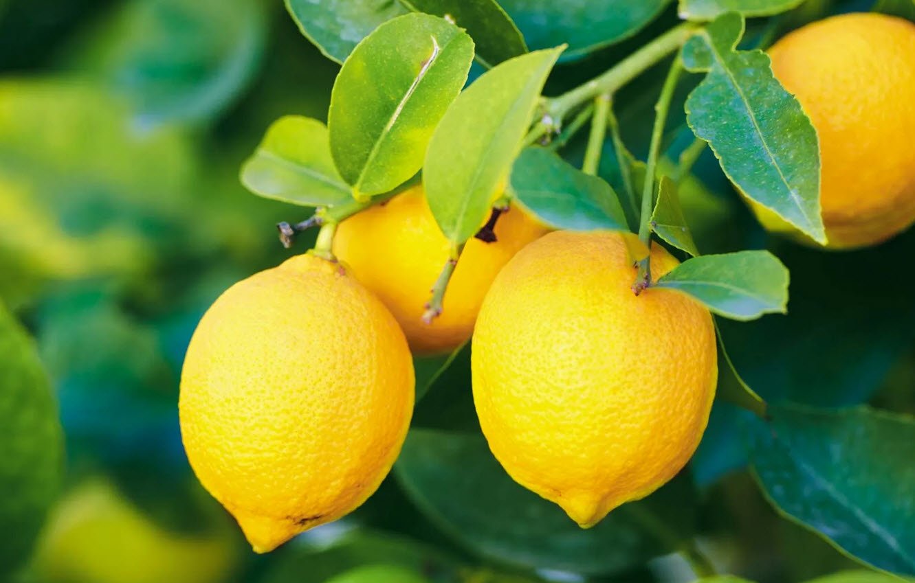 Lemon Citrus Fruit