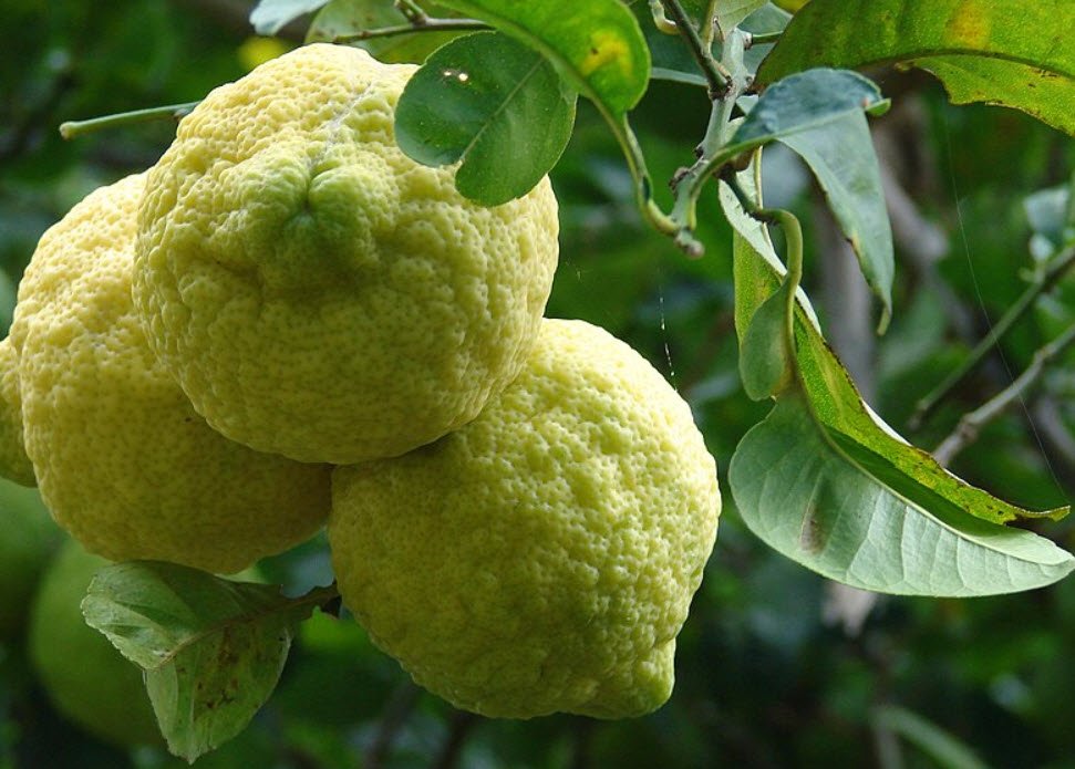 Rough Lemon Citrus Fruit