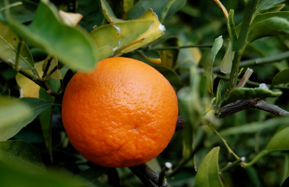 Tangerine Citrus Fruit