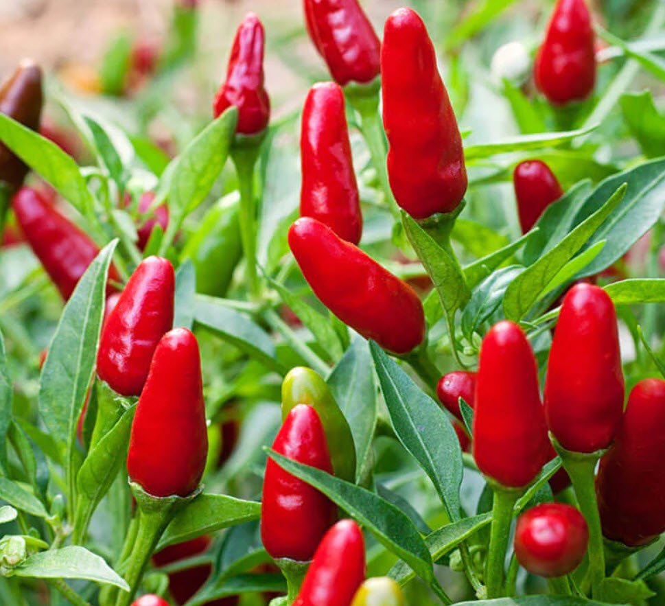 Thai Pepper