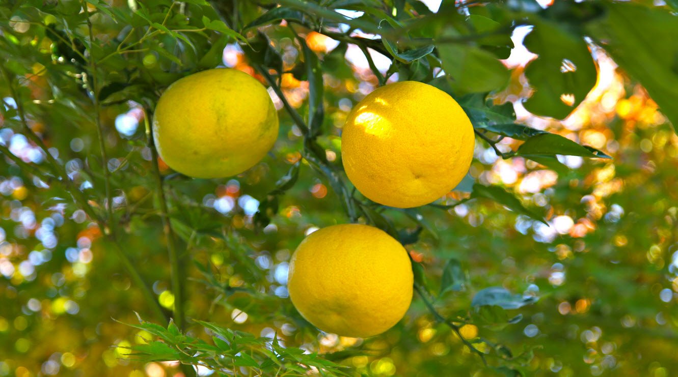 Yuzu Citrus Fruit